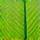 Leaf Icon for Eco-Friendly